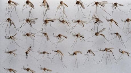 Klima und Insekten: Viele Stechmücken in Niedersachsen erwartet