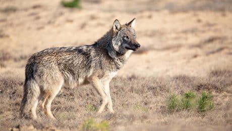 Praat mee: Is het terecht dat de wolf in Utrecht wordt doodgeschoten?
