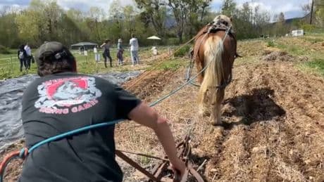 Hautes-Alpes: à La Freissinouse, les champs d'aromates sont labourés par un cheval