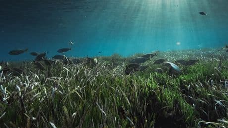 Cofidis devuelve 1.500 posidonias a las aguas de Formentera