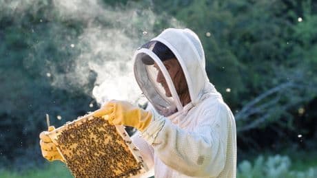 Le retour des néonicotinoïdes en France serait «un désastre» pour les apiculteurs, déplore la filière