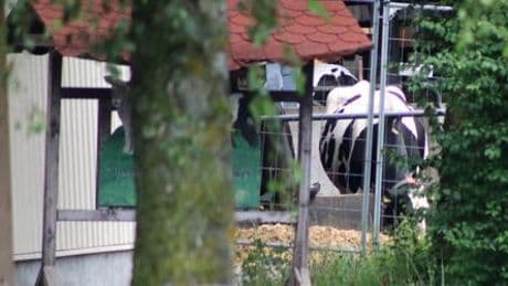 Bad Grönenbach: Tierhalteverbot für Landwirt im Allgäu wegen Tierquälerei