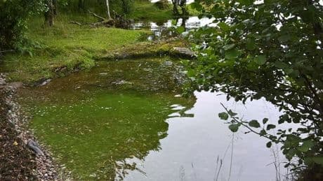 Dog owners warned about dangers of toxic blue-green algae on Scotland's waterways during summer
