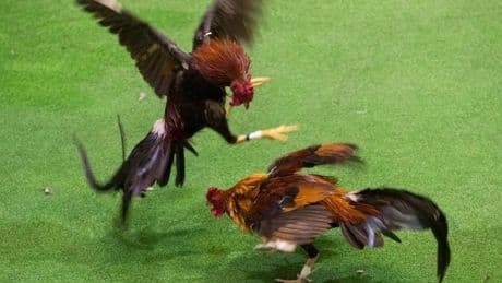 Gallo