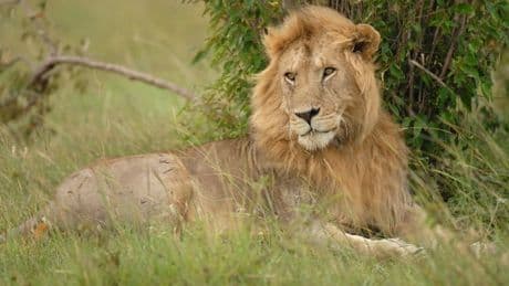 Kenya: une adolescente de 14 ans tuée par un lion dans un ranch près de Nairobi