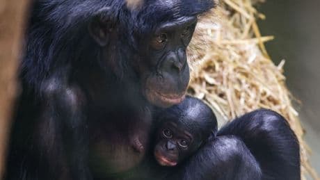 Affen-Nachwuchs: Bonobo-Baby im Kölner Zoo geboren