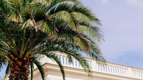 End of season clearance sale slashes huge palm tree worth £180 to under £60