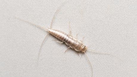 Tricks gegen Silberfischchen: So spüren Sie Nester auf