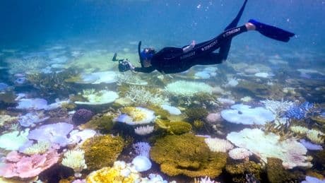 Great Barrier Reef sees sharpest annual coral decline in nearly four decades