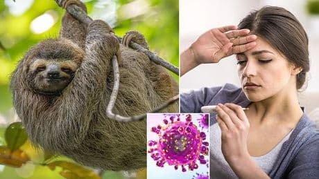 Alert issued by health chiefs after oropouche virus is detected in three Britons, these are the warning signs of 'sloth fever'