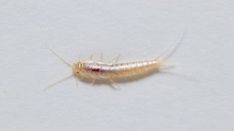 Überraschend nützliche Mitbewohner: Warum Silberfische ein gutes Zeichen sein können