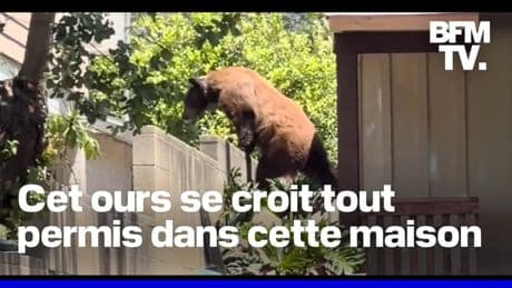 Salon, cuisine, piscine… Cet ours brun profite des villas de ce quartier résidentiel de Los Angeles
