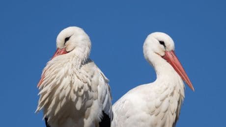 Natur: Strommasten und Stromschläge - was Störchen gefährlich wird