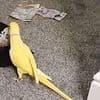 Talking parrot helps bring down crime gang after it is caught on video repeating drug-dealing phrases