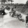 Le long exode des civils du Bocage virois qui ont dû fuir les combats en août 1944