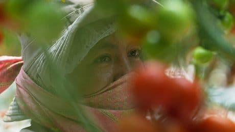 Here's how a major Mexican tomato exporter is affected by Trump’s 17% tariff