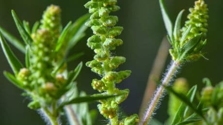 Allergiker aufgepasst: Gefahr durch Ambrosia wächst