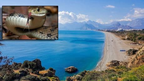 Antalya'yı yılanlar bastı! Belediye uyardı: Evinizde bunu sakın açıkta bırakmayın yılanlar kokusuna dayanamıyor