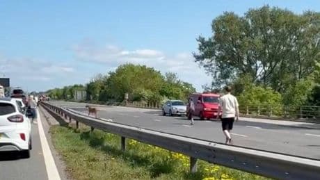 Moment major motorway brought to standstill by GOAT as drivers left trying to chase roaming animal