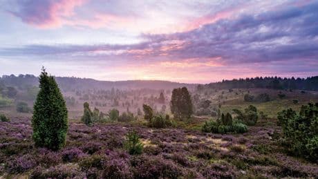 Braunschweig: Die Heideblüte startet – Ausflug noch in den Sommerferien