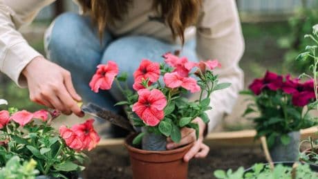 Why deadheading and repotting plants now will improve your garden for summer
