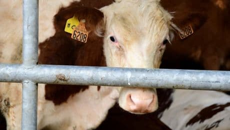 La ministre de l'Agriculture chez les éleveurs touchés par la dermatose des bovins