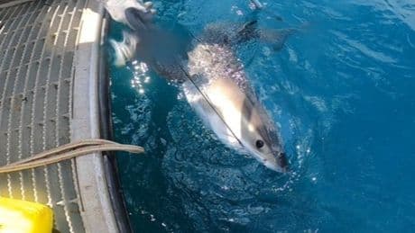 Sharknado? The next generation of hurricane forecasters could be sharks