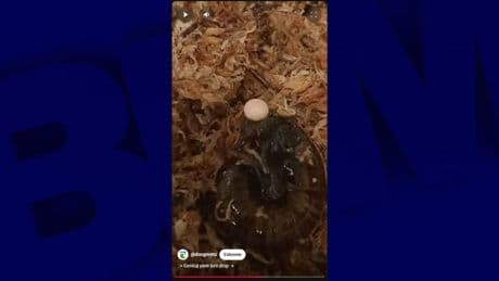 Un escargot qui pond par le cou: une première scientifique filmée en Nouvelle-Zélande