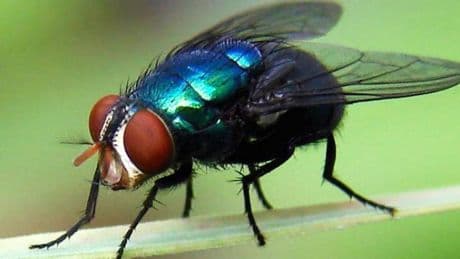 USA: Fliegen als Waffe gegen Parasiten geplant