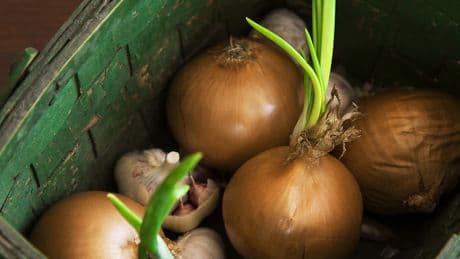 Keimendes Gemüse: Was wirklich passiert, wenn es keimt – und ob Sie es essen sollten