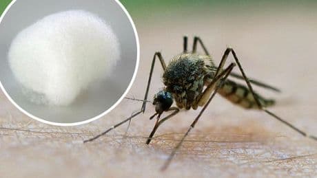 Natürlicher Insektenschutz - Wattebausch-Trick vertreibt Mücken dauerhaft