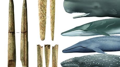 Las armas de hueso de ballena nacieron en el Golfo de Vizcaya hace 20.000 años