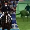 Sponsors drop Aussie Olympian Heath Ryan after horse whipping video goes viral - 'shocked and heartbroken'