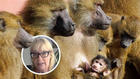 Nürnberg: Paviantötung im Tiergarten – Biologin erhebt Vorwürfe