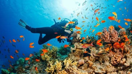 More than 80% of world’s coral reefs hit by worst bleaching event in history
