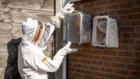 Al diverse incidenten met hoornaars, maar ontmoeting met wespen hoeft niet erg te zijn