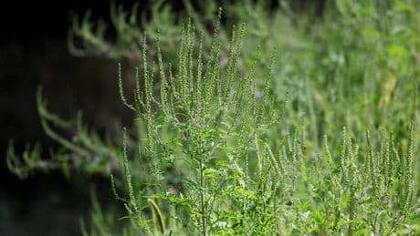 L’ambroisie, une plante invasive et très allergène, ennemi public numéro un dans les champs