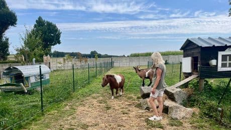 «Il y avait du sang partout» : un énigmatique tortionnaire de chevaux plonge la campagne normande dans l’angoisse