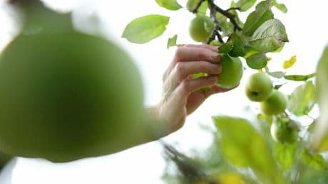 Diebstahl: Mehr als ein Dutzend Apfelbäume aus Garten gestohlen