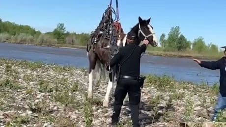 Einmalige Rettungsaktion - Dieses Pferd hebt gleich ab