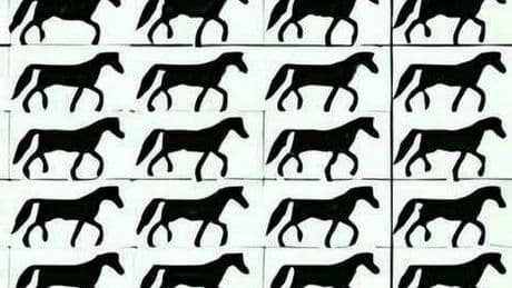 Only those with razor sharp vision can spot horse without tail in 5 seconds