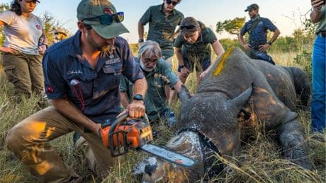 En Afrique du Sud, l’écornage des rhinocéros réduit le braconnage