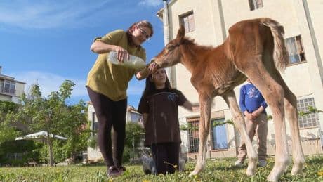 Un parto en el margen de error de la biología: una mula pare un potro en Teruel