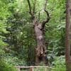 Kiezkamera Berlin-Reinickendorf: Ältester Baum, neuestes Schild, Mauer-Ecke und mehr