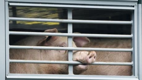 Ernährung: Berater empfehlen Bundesregierung Förderung pflanzlicher Alternativen