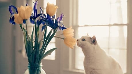 Schön, aber gefährlich: Diese Frühlingsblumen können Ihrer Katze schaden