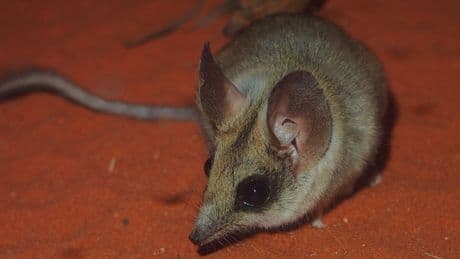 Researchers discover two new species after genetic testing