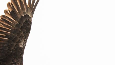 Trump Cracks Down on Bird Deaths, but Only From Wind Turbines