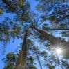 Trockenheit und Hitze: Hohe Waldbrandgefahr fast überall in Brandenburg