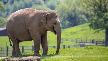 New rules to come into force in all UK zoos for staff and visitors
